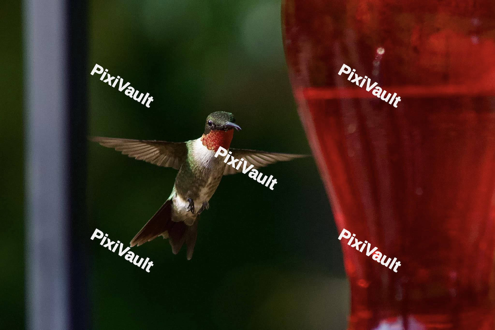 Ruby-throated hummingbird
